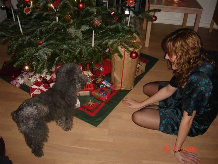 Dværgpuddel Hodja - Hodja venter spændt på at det bliver hans tur til at åbne gaver billede 9