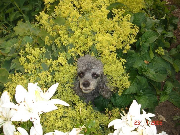 Dværgpuddel Hodja - Titte bøh... Hojda søger skygge en varm sommerdag :) billede 10