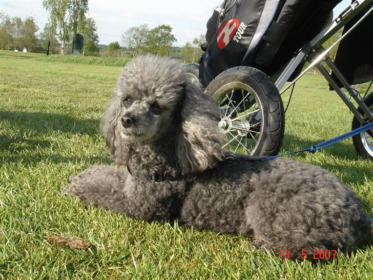 Dværgpuddel Hodja billede 11