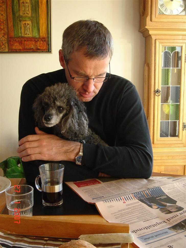 Dværgpuddel Hodja billede 12