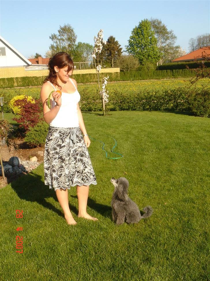 Dværgpuddel Hodja billede 13