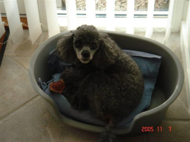 Dværgpuddel Hodja - Du skal IKKE tage mit griseøre ! billede 14