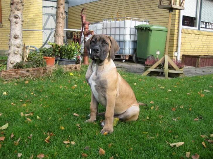 Boerboel Clyde - R.I.P - 15 uger billede 8