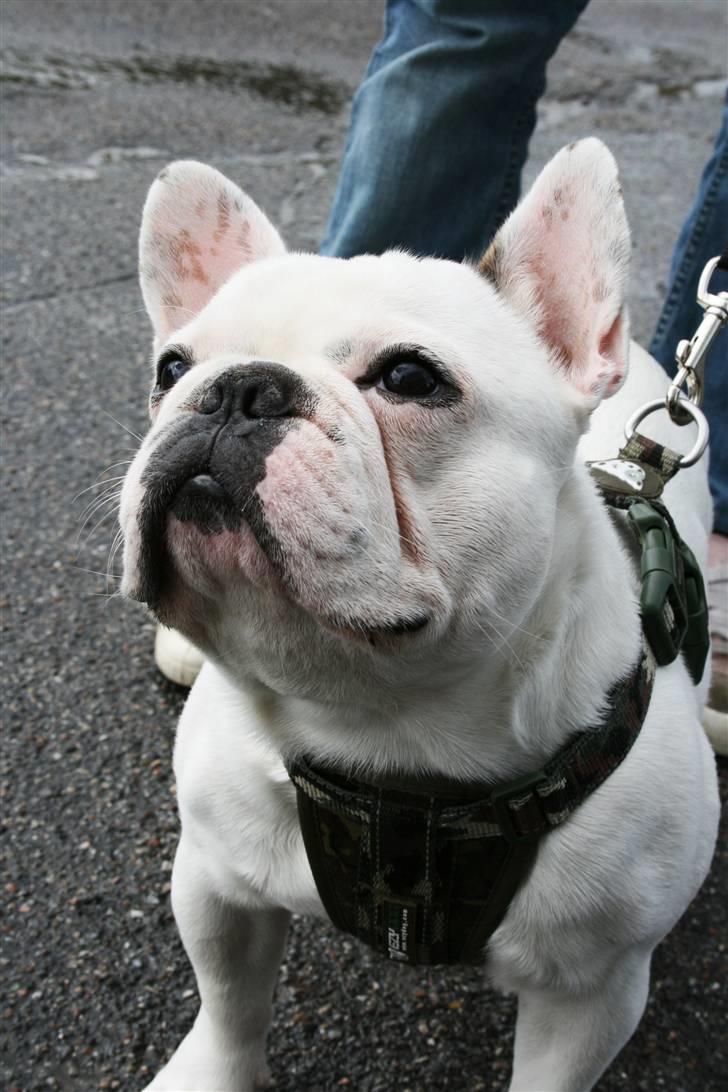 Fransk bulldog Muggi - Please kom med en godbid. Nu har jeg stået sådan her længe nok billede 3