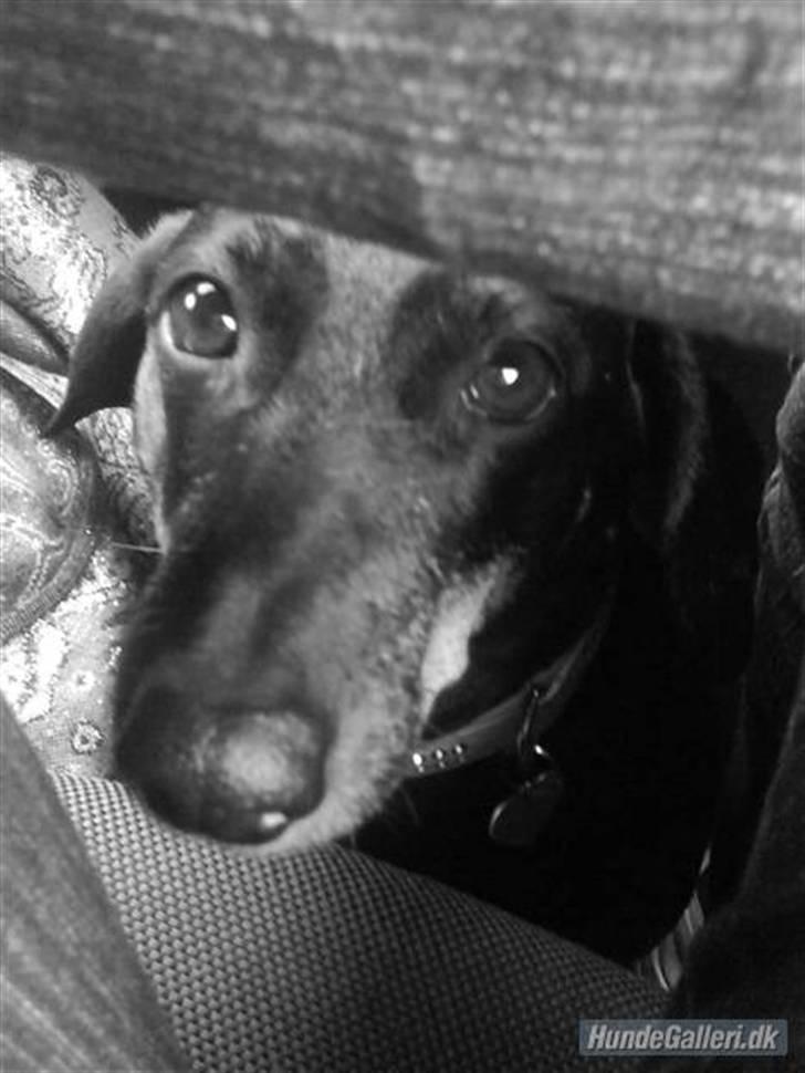 Gravhund Meline G. billede 7