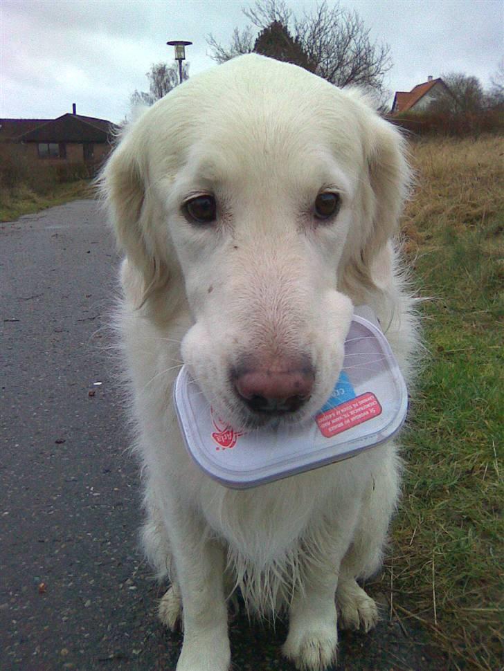 Golden retriever *Tvebak* - "Jeg skal hjem og bage kage!" billede 11