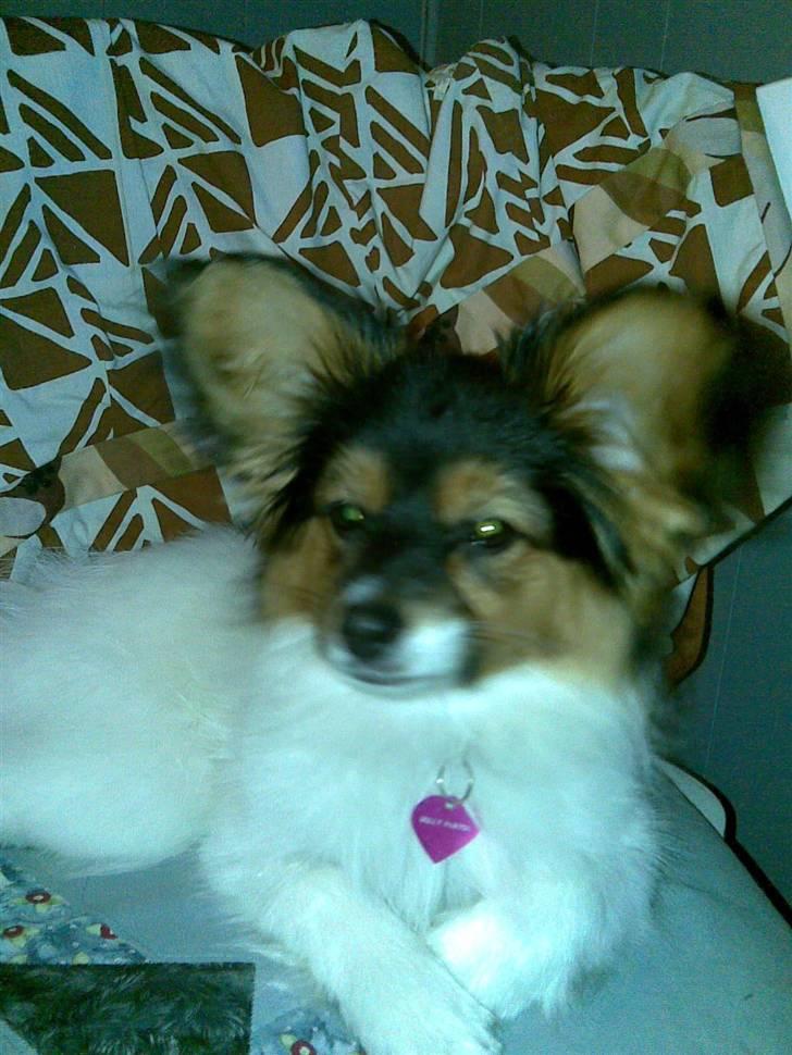 Papillon Dolly Parton billede 5