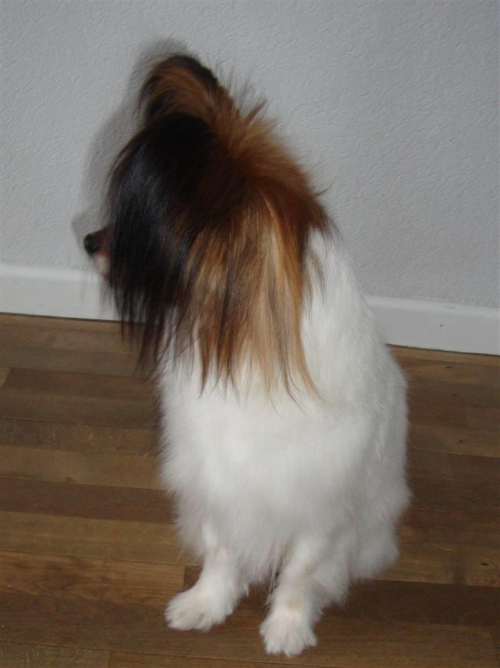 Papillon Dolly Parton - Dolly´s flotte frynser billede 7