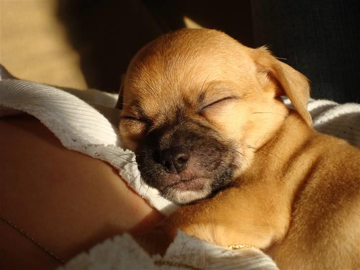 Chihuahua Nike - Sover hos mor, 4 uger gammel  billede 1