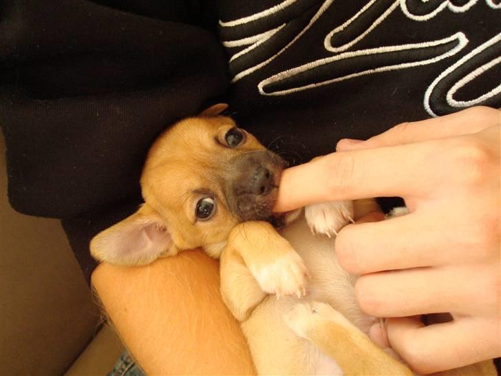 Chihuahua Nike - Nike 5 uger gammel billede 2