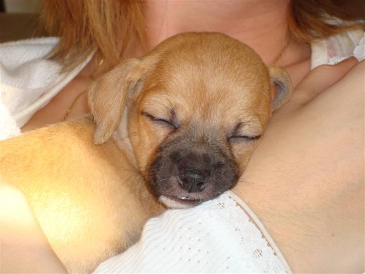 Chihuahua Nike billede 3