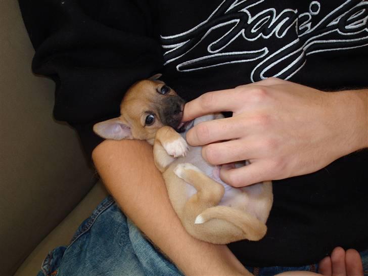 Chihuahua Nike billede 4