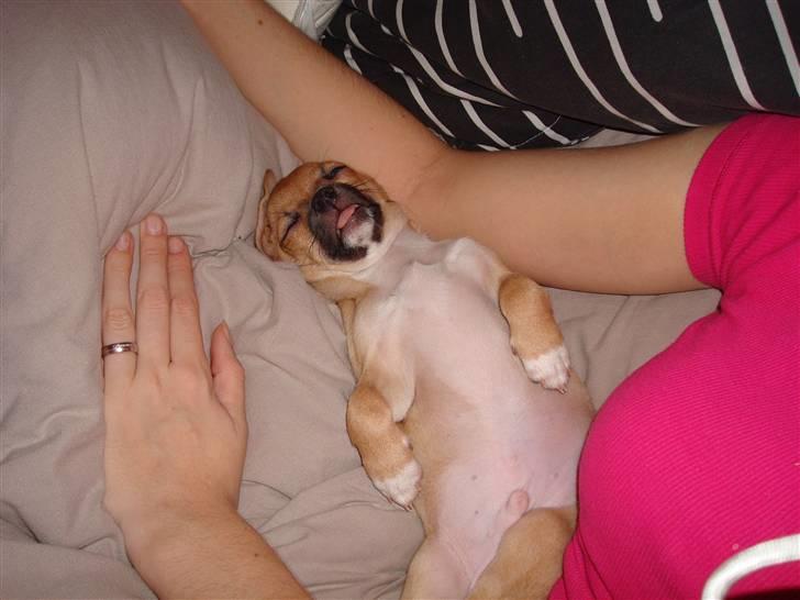 Chihuahua Nike - Rækker tunge i søvne? billede 5