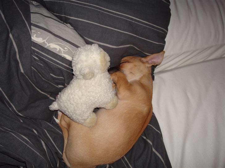 Chihuahua Nike billede 6