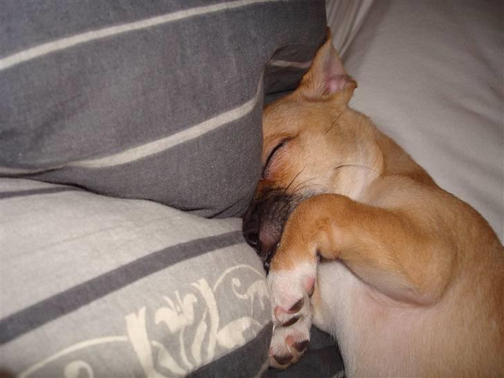 Chihuahua Nike billede 7