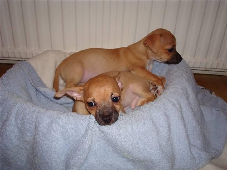 Chihuahua Nike - Nike sammen med sin ene bror, Butch billede 8