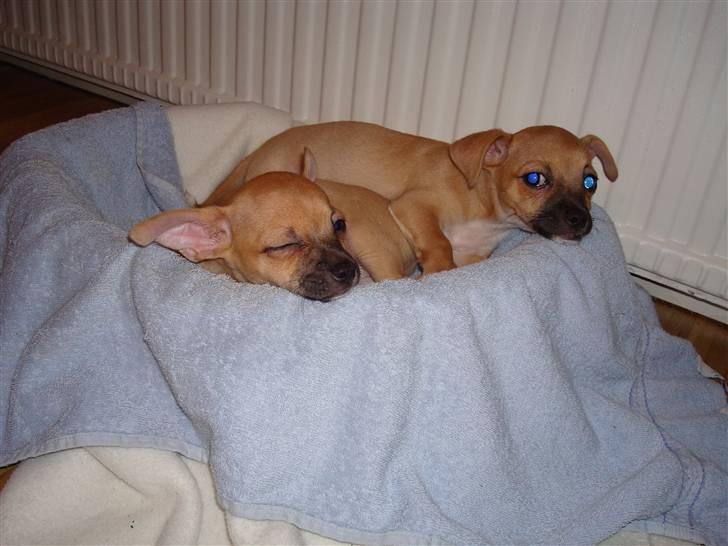 Chihuahua Nike - Nike og Butch billede 9