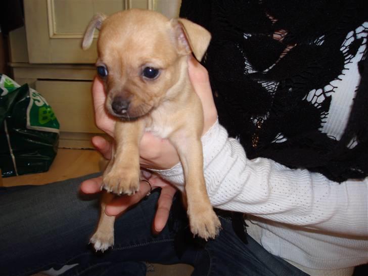 Chihuahua Nike - Nike´s søster, Daisy - 5 uger gammel :) billede 10