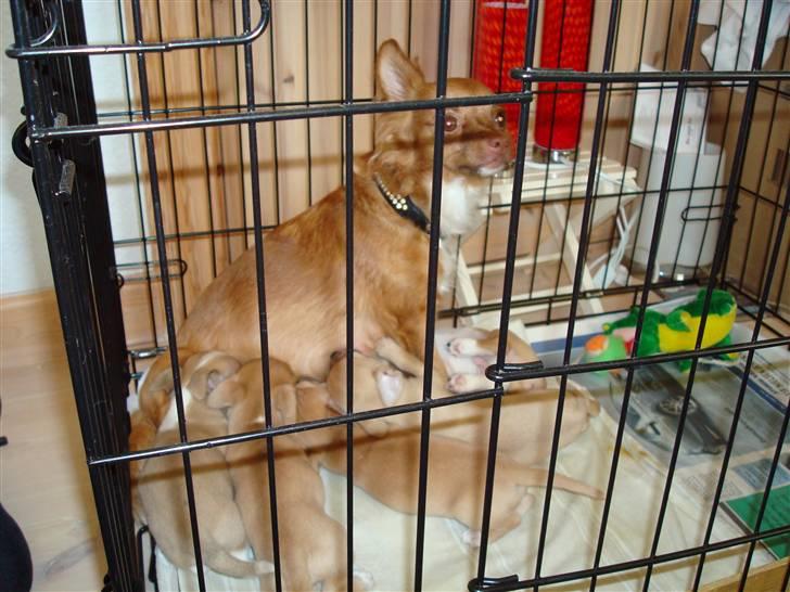 Chihuahua Nike - Sammen med hunde-mor, Tequila og resten af søskende-flokken billede 11