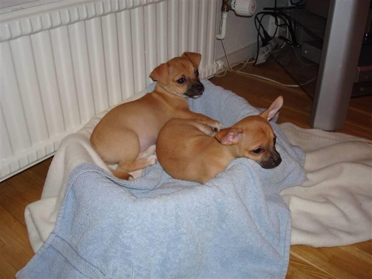 Chihuahua Nike - Nike og Butch 10 uger gamle billede 12