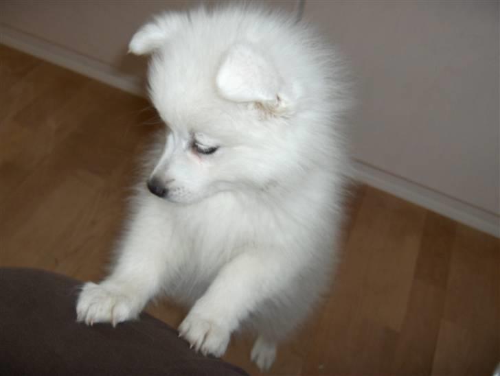 Japansk spids safir billede 1