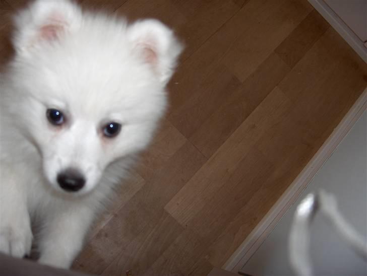 Japansk spids safir billede 2