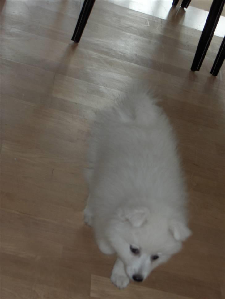 Japansk spids safir billede 3