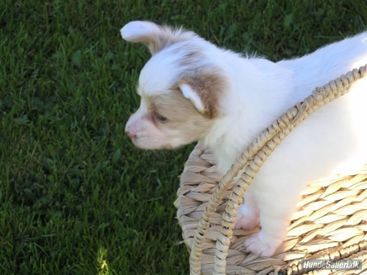 Papillon Kenzo billede 1