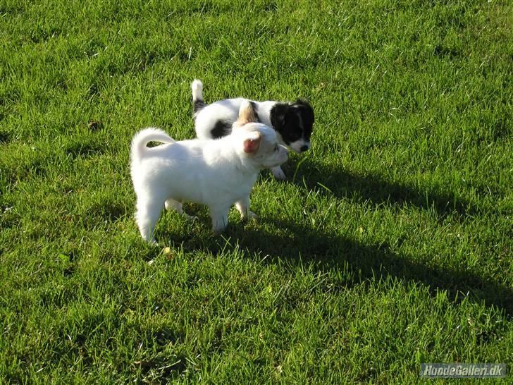 Papillon Kenzo billede 2