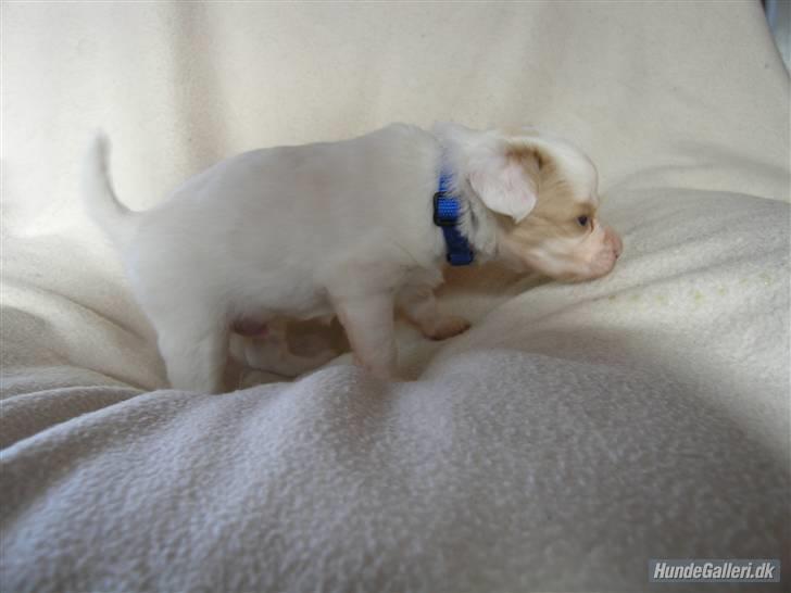 Papillon Kenzo billede 3