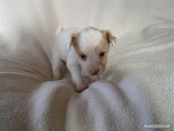 Papillon Kenzo billede 4