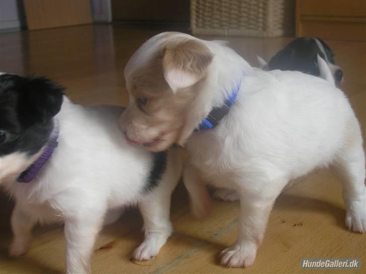 Papillon Kenzo billede 5