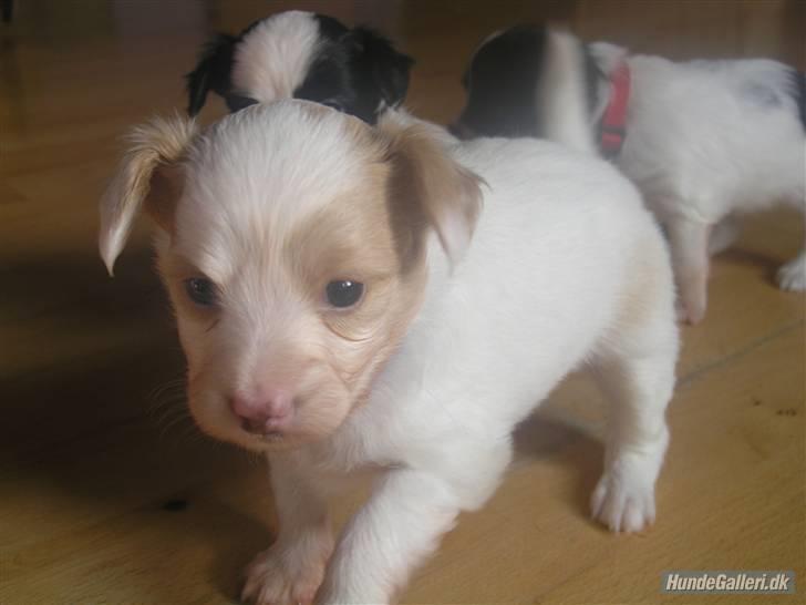 Papillon Kenzo billede 6