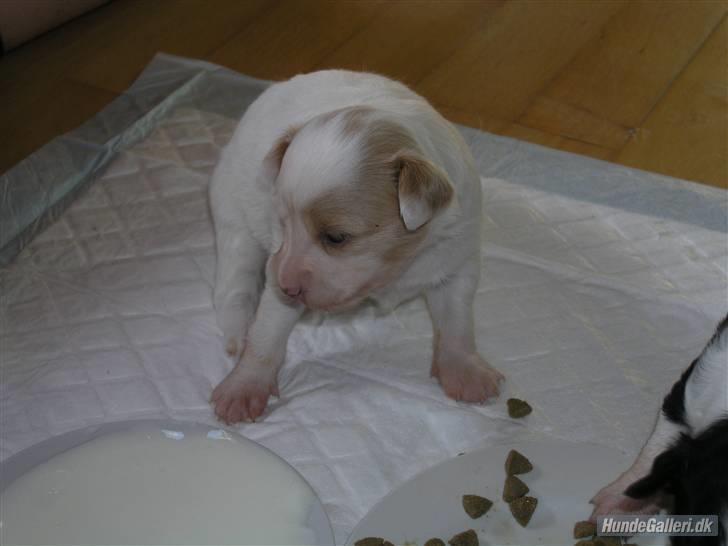 Papillon Kenzo billede 7