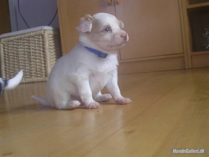 Papillon Kenzo billede 8