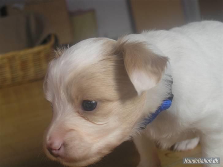 Papillon Kenzo billede 9