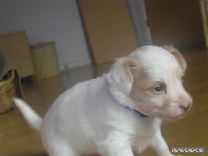 Papillon Kenzo billede 10