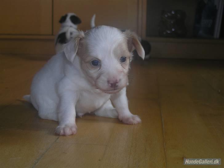 Papillon Kenzo billede 11