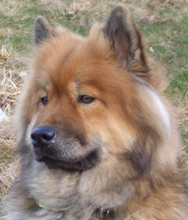Eurasier Bella - Hej - jeg hedder Bella - Mine mennesker siger at det betyder smuk ! billede 1