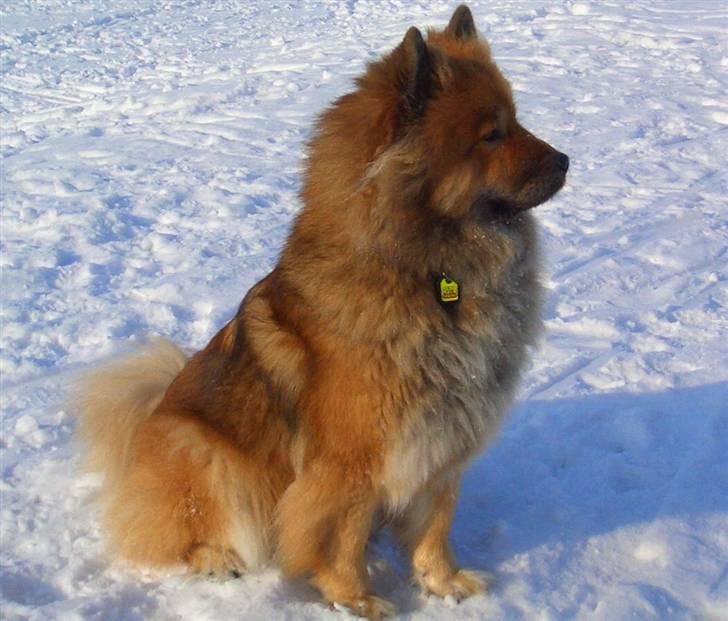 Eurasier Bella - Sne er bare dejligt, især for en halv slædehund som mig ! billede 2