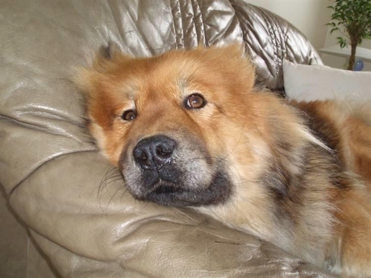 Eurasier Bella -            en tur i sofaen og en lille lur billede 3