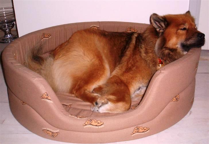 Eurasier Bella - Kurven er også god nok billede 4