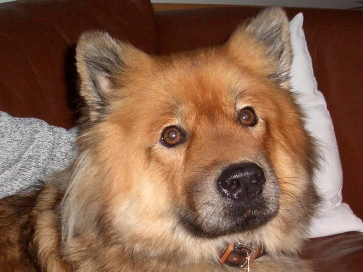 Eurasier Bella - Er jeg ikke dejlig billede 5