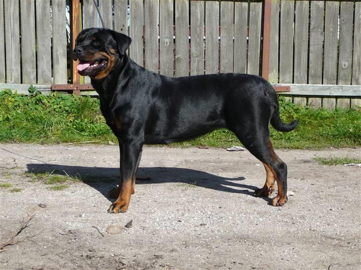 Rottweiler Dikadiabolos Ukita R.I.P billede 6