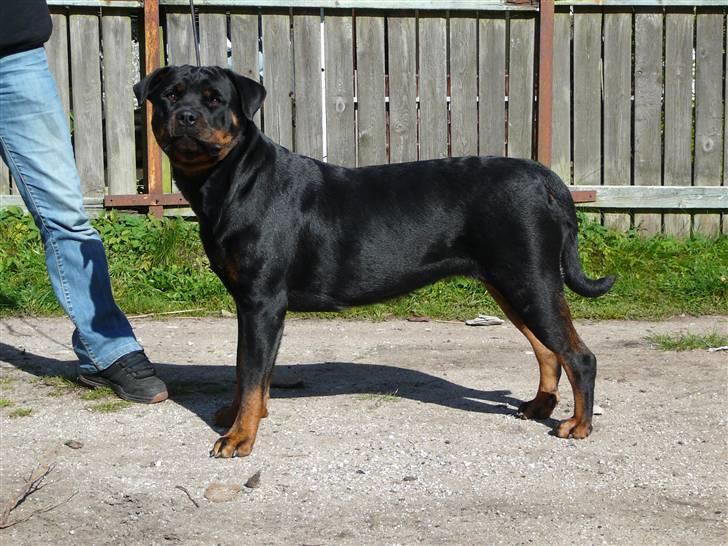 Rottweiler Dikadiabolos Ukita R.I.P billede 7
