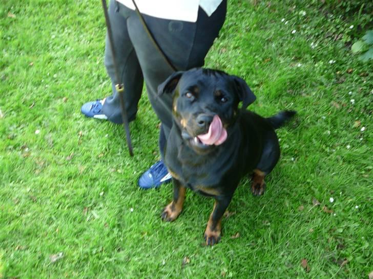 Rottweiler Dikadiabolos Ukita R.I.P billede 8