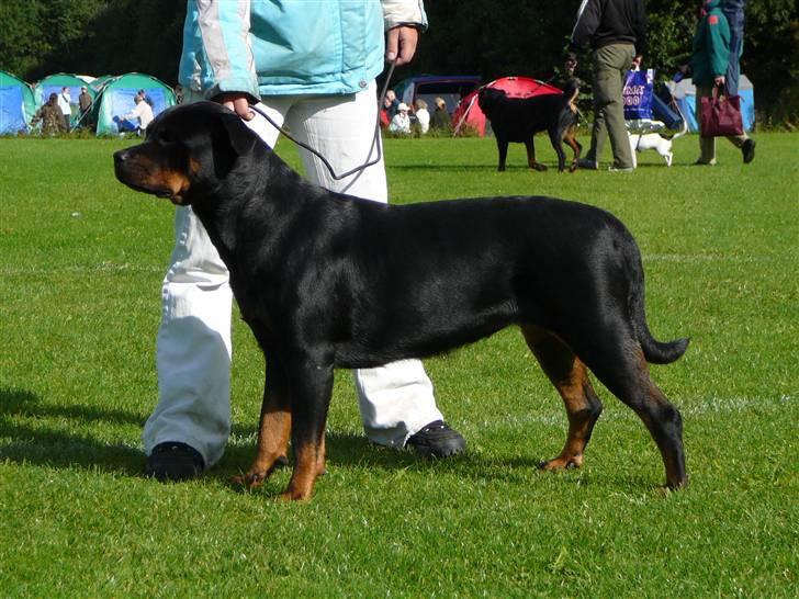 Rottweiler Dikadiabolos Ukita R.I.P billede 9