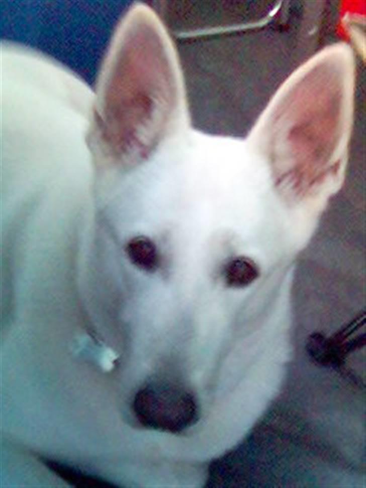 Hvid schæfer Dyan   rip billede 11