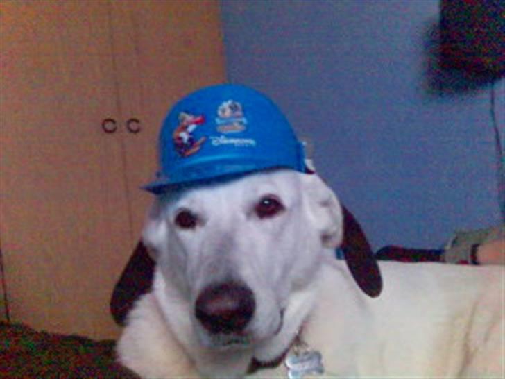 Hvid schæfer Dyan   rip billede 12