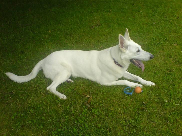 Hvid schæfer Dyan   rip billede 13